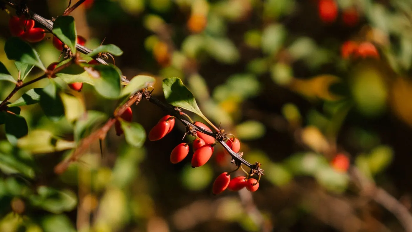Rama espinosa de agracejo con frutos rojos alargados entre hojas verdes y luz de tarde: una de las plantas de donde se extrae la berberina