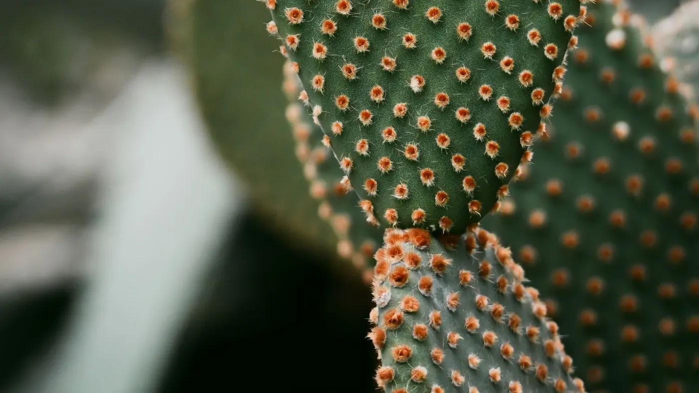 Primer plano de las palas verdes de un cactus tipo nopal, con puntos de espinas finas de color naranja y el fondo desenfocado