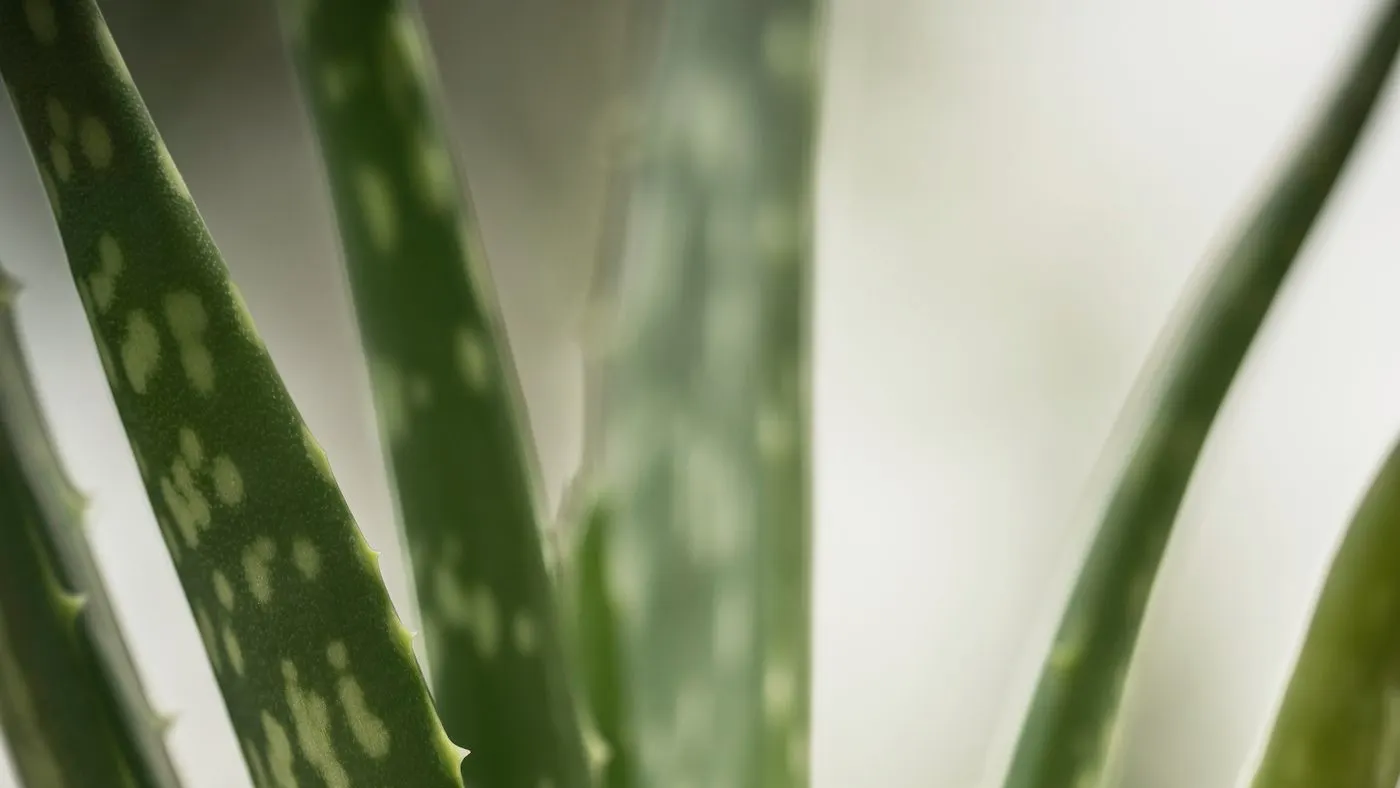 Hojas verdes con manchas claras y bordes con espinas pequeñas de una planta de aloe en una maceta, vista de cerca con el fondo desenfocado