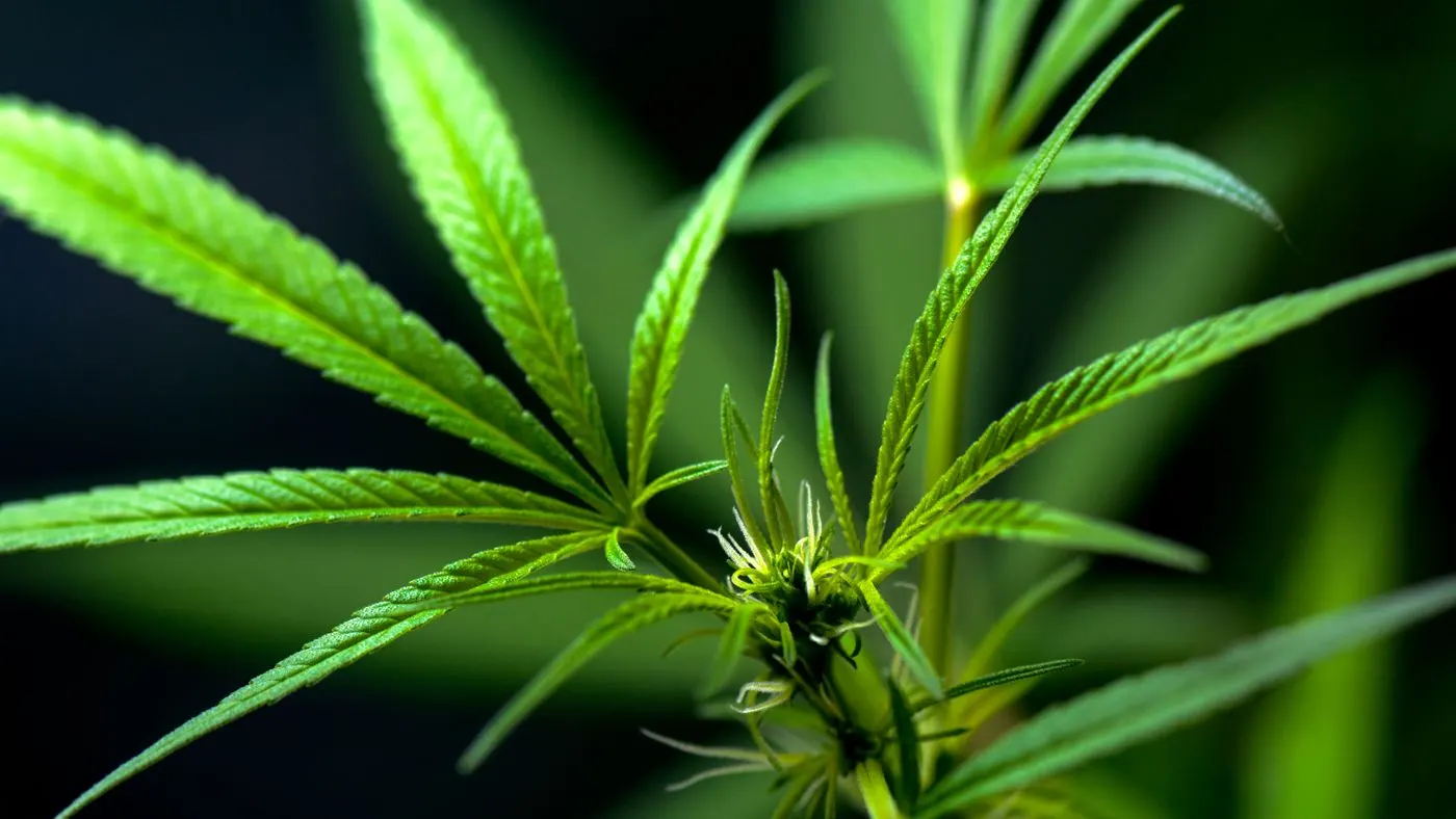 Primer plano de hojas verdes de una planta, imagen de ilustración sobre la planta de la que se extrae la stevia